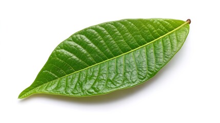 Obraz premium green cocoa leaf isolated on white
