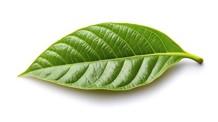 Obraz premium green cocoa leaf isolated on white