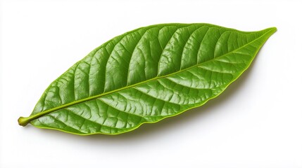 Obraz premium green cocoa leaf isolated on white