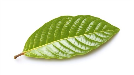 Fototapeta premium green cocoa leaf isolated on white