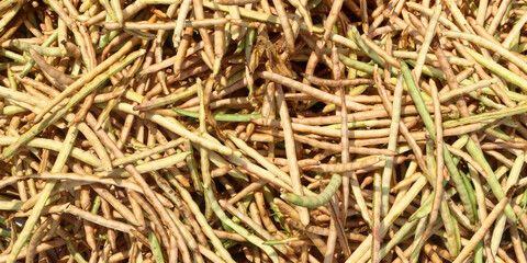 Adzuki bean background pattern, another name for red beans, with the scientific name Vigna corneris