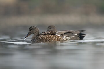 Ducks swimming on a serene lake.