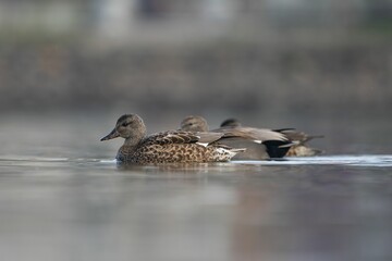 Ducks swimming on a tranquil lake.