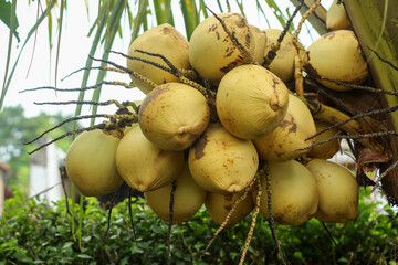 fresh coconuts on the tree (Cocos nucifera)