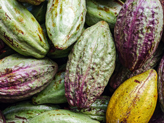 Unripe green cacao pod or raw cocoa fruit background