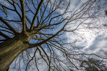 Bare tree branches stretch towards a cloudy sky during late afternoon in early spring