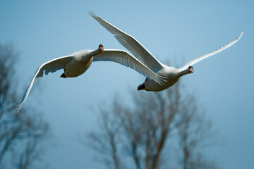 Swans gracefully flying across a clear blue sky with trees in the background during late afternoon