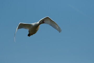 Bird soaring high in a clear blue sky during midday, showcasing its elegant wings and freedom of flight