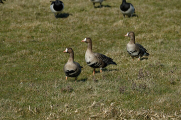 Geese walking on grassy field under bright daylight near a water body in a serene natural habitat