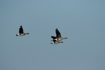 Flying geese migrate across a clear blue sky during the early morning hours in a serene natural setting