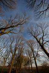 Winter trees line a narrow path under a clear blue sky in a serene landscape near the countryside at dusk