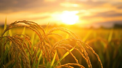 Close-up view of a rice field during sunset. Featuring golden rice grains ready for harvest. Highlighting the beauty of agriculture and the abundance of nature. Ideal for food and agriculture themes.