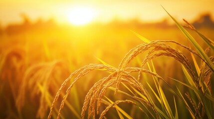 Close-up view of a rice field during sunset. Featuring golden rice grains ready for harvest. Highlighting the beauty of agriculture and the abundance of nature. Ideal for food and agriculture themes.