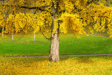 Ginkgo tree displays vibrant yellow foliage in an autumnal park setting. Fallen leaves carpet the ground
