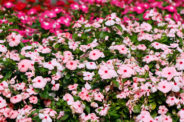 pink petunias flowers in a flowerbed

