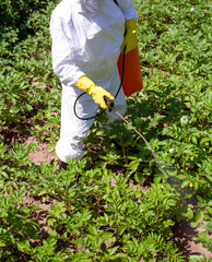 Unrecognizable farmer wearing protective clothing and gloves spraying vegetables with glyphosate...