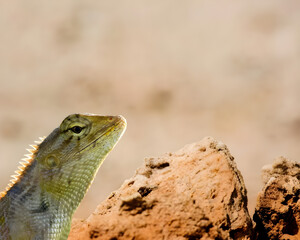 A Lizard, Specifically What Appears to be An Oriental Garden Lizard (*calotes Versicolor*).  it's Perched on A Reddish-brown Rock, With its Head Tilted Upward.