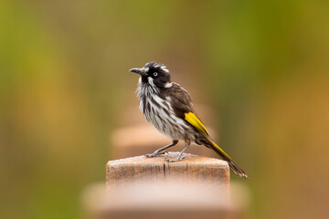 New Holland Honeyeater