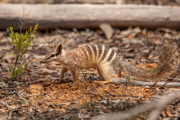 Numbat
