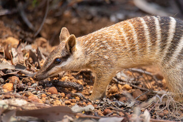 Numbat