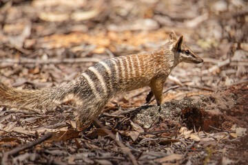 Numbat