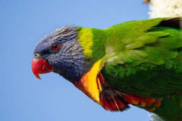 Rainbow Lorikeet