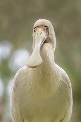 Yellow-billed Spoonbill