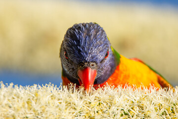 Rainbow Lorikeet