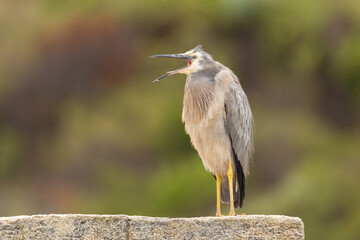 White-faced heron