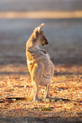 Baby Kangaroo
