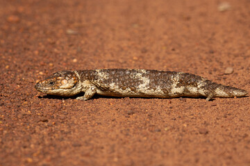Bobtail Lizard