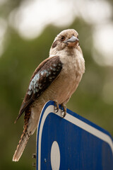 Kookaburra