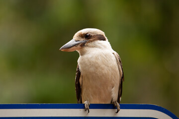Kookaburra