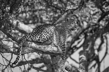 Mono leopard sits in tree looking out