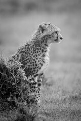Mono cheetah cub behind mound in profile