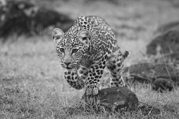Mono leopard cub crosses rocks lifting paw