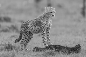 Mono cheetah cub on log in savannah