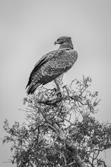 Mono martial eagle looks back from treetop