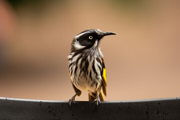 New Holland Honeyeater