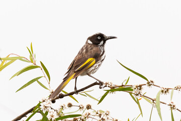 New Holland Honeyeater