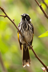 New Holland Honeyeater