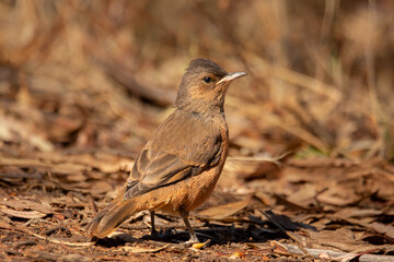 Rufous Treecreeper
