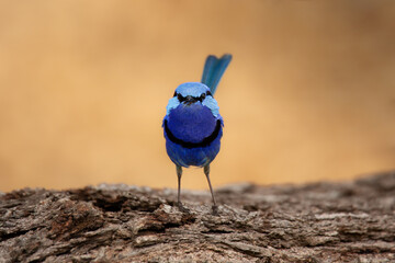 Splendid Fairywren