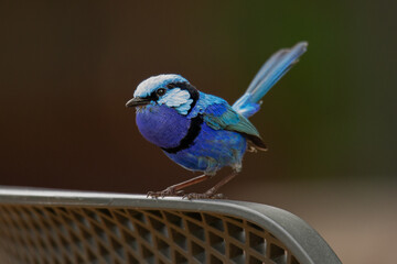 Splendid Fairywren