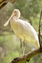 Yellow-billed Spoonbill
