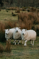 Obraz premium Generated image