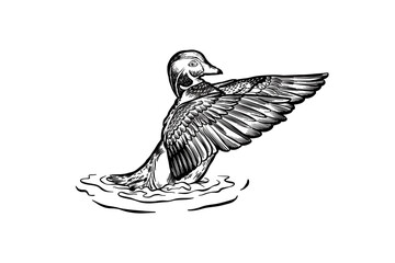 hand drawn wood duck illustration