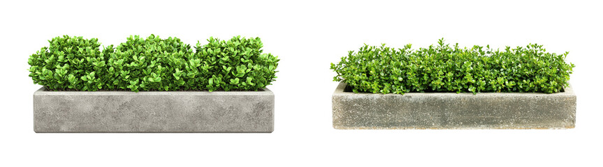 Obraz premium Two Rectangular Concrete Planters with Green Shrubs, Isolated on Transparent and White Background