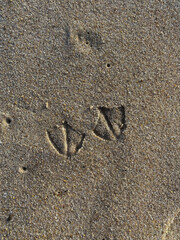 Cute Duck Footprints In The Sand