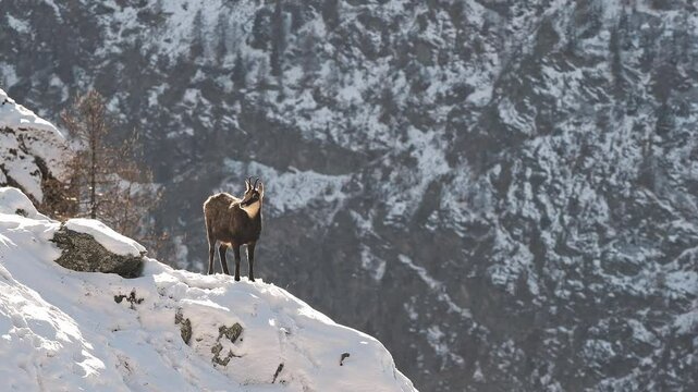 Alpine chamois on snow at sunset, the rest (Rupicapra rupicapra)